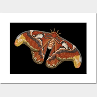 Atlas Moth Posters and Art